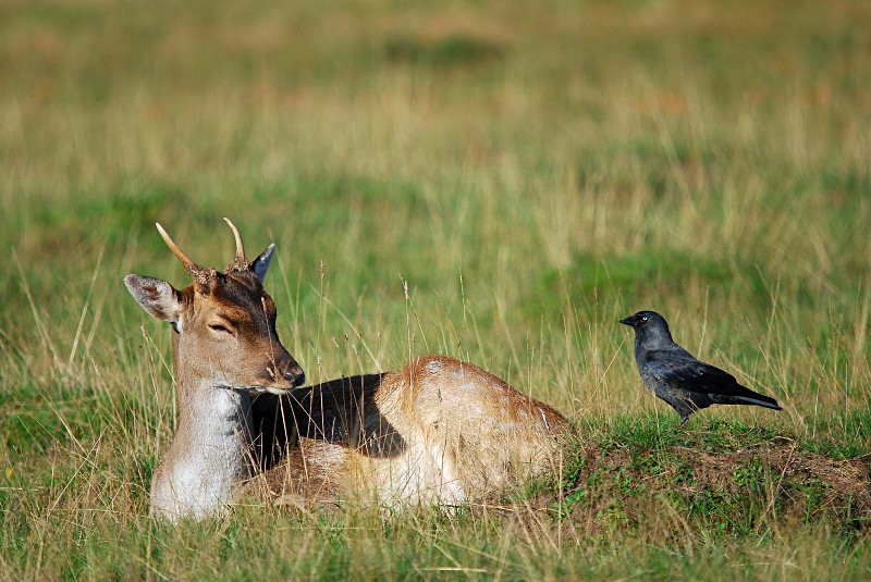 Fallow Deer .... and Jackdaw - Fallow Deer