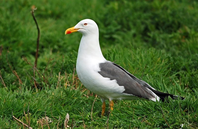 Lesser Black-backed Gull - Gulls
