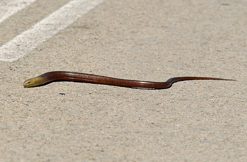 European Glass Lizard - Bulgaria
