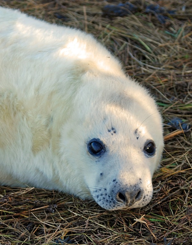 Atlantic Grey Seal - Atlantic Grey Seals