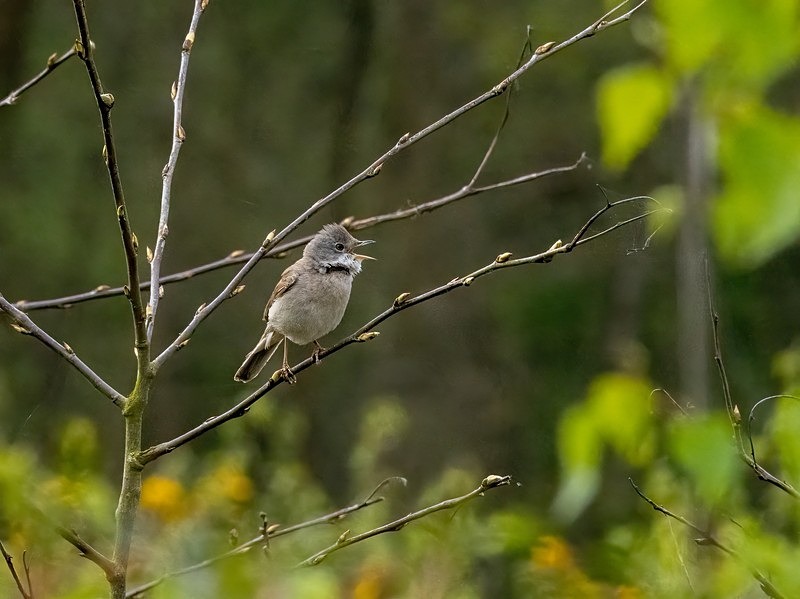 Common Whitethroat - Warblers