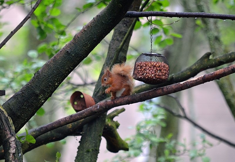 Red Squirrel - Red Squirrels