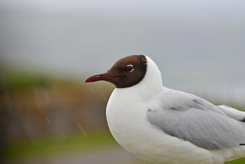 Black-headed Gull - Gulls