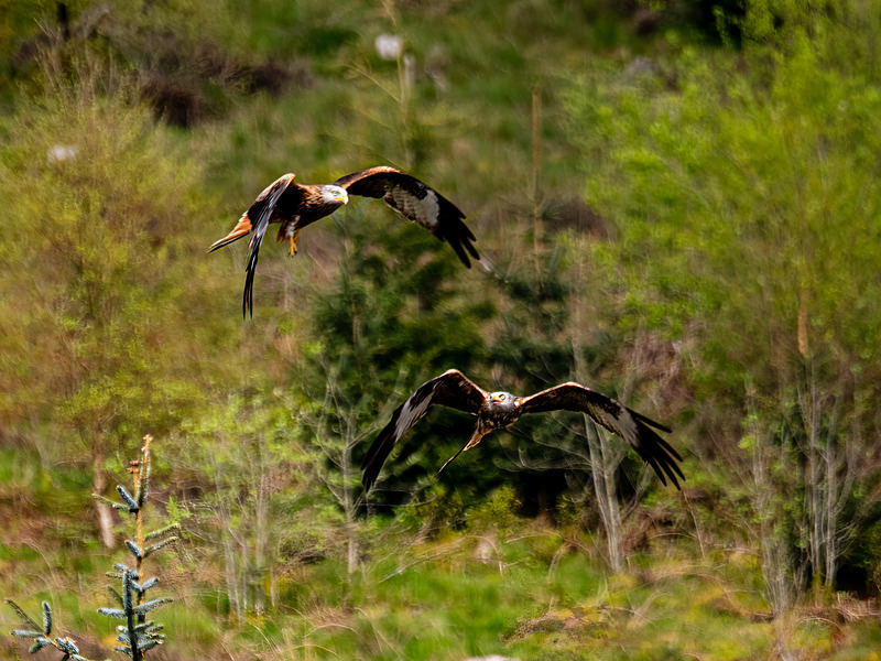 Red Kite - Latest photos