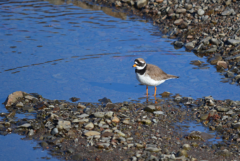 Ringed Plover - Westfjords