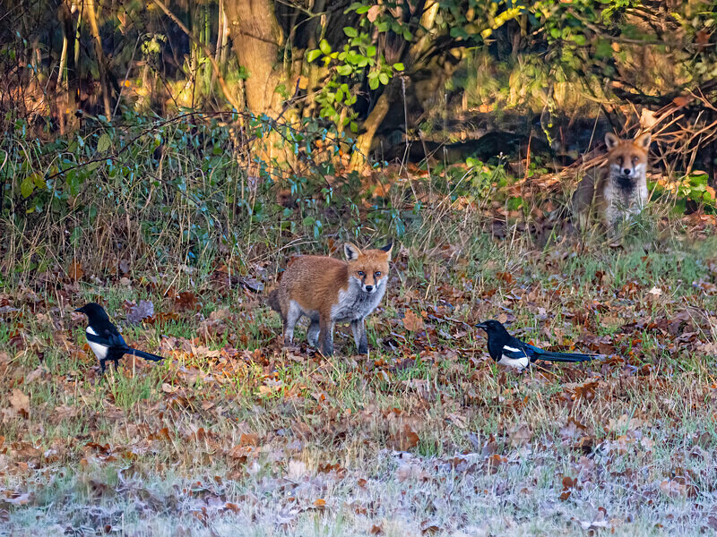 Red Foxes - Latest photos