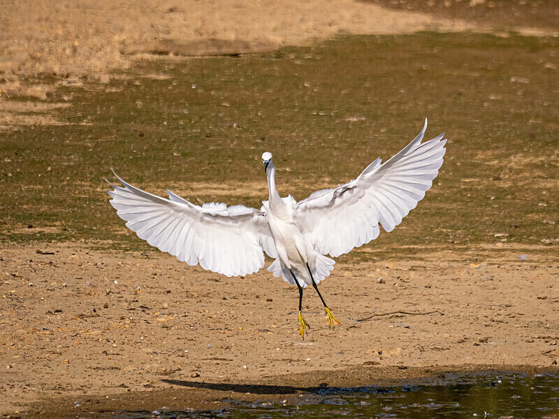 Little Egret - Latest photos
