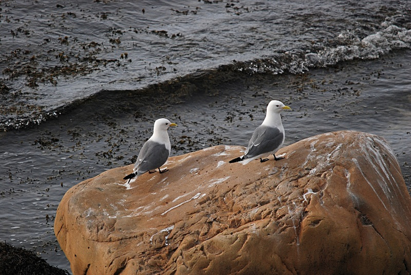 Kittiwakes - Norway