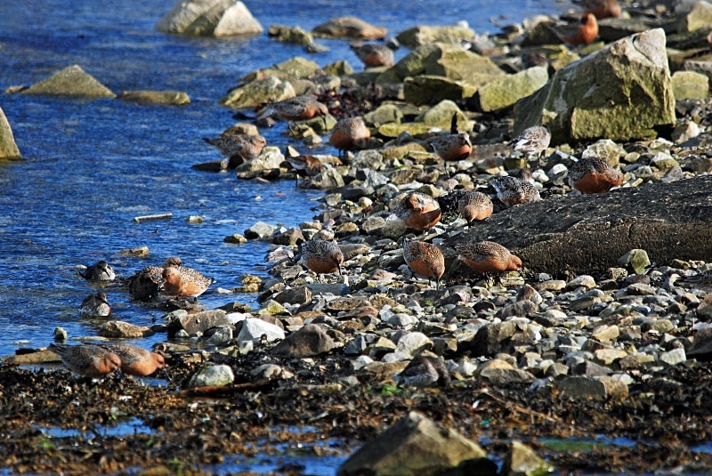 Knot - North Finland and north Norway - May and June 2009
