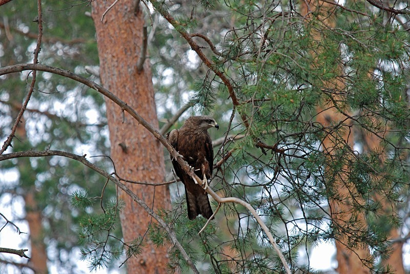 Black Kite - North Finland and north Norway - May and June 2009