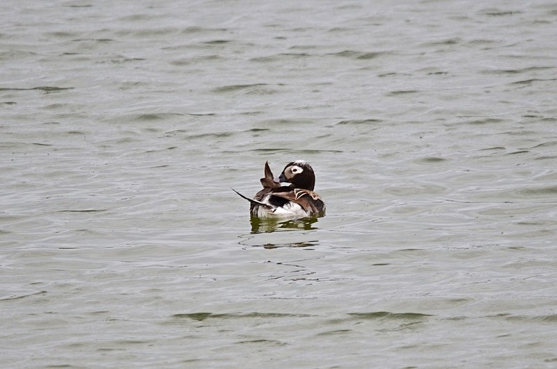 Long-tailed Duck - North Norway