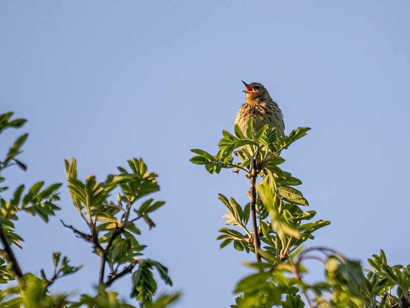 Tree Pipit - Pipits