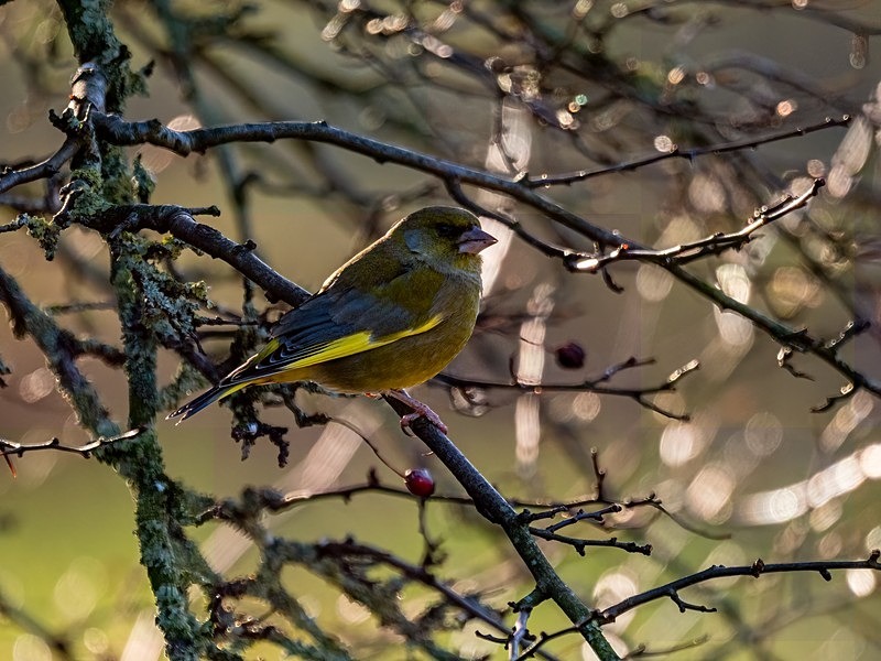Greenfinch - Latest photos