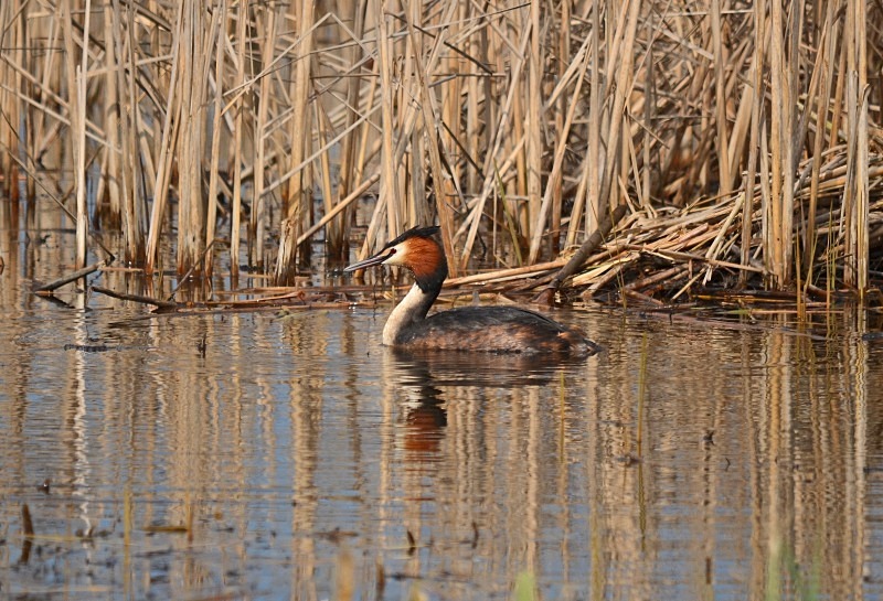 Great Crested Grebe - Grebes