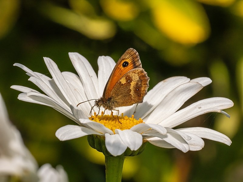 Gatekeeper - Butterflies