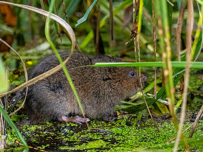 Water Vole - Latest photos