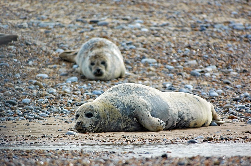 Common Seals - Common Seals