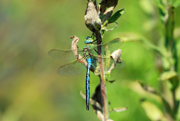 Emperor Dragonfly - Dragonflies and damselflies