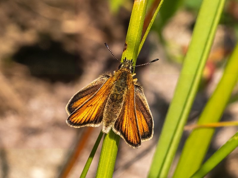 Essex Skipper - Butterflies