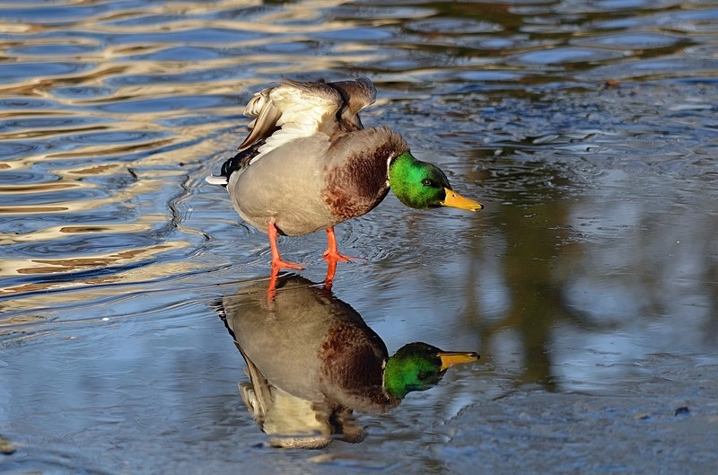 Mallard - Dabbling ducks