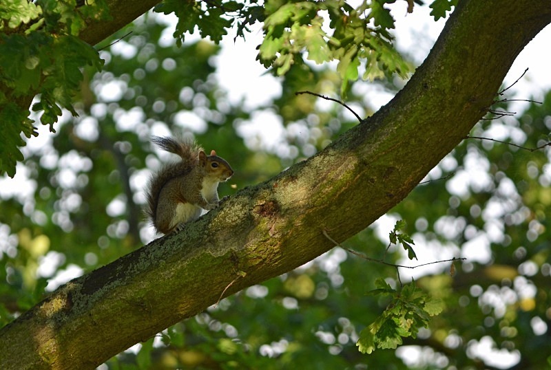 Grey Squirrel - Grey Squirrels