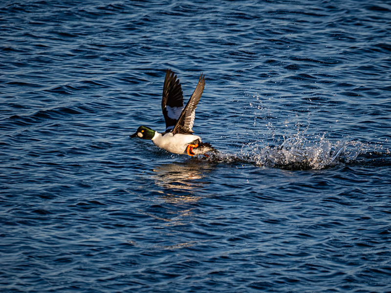 Goldeneye - Latest photos