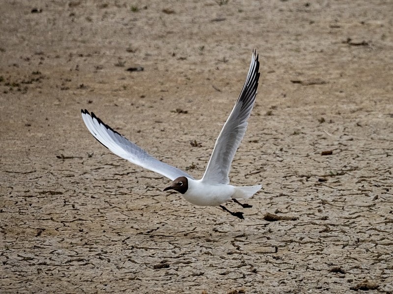 Black-headed Gull - Gulls