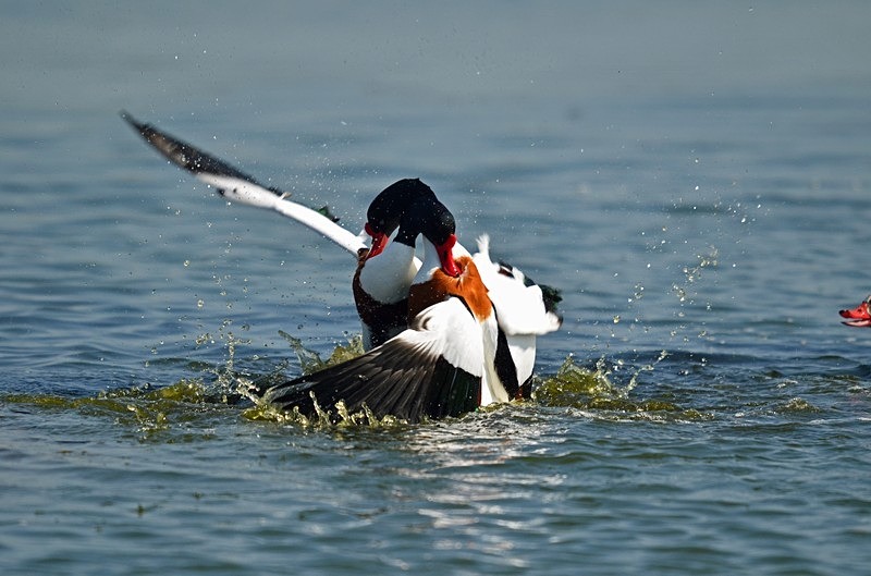Shelducks - Shelducks