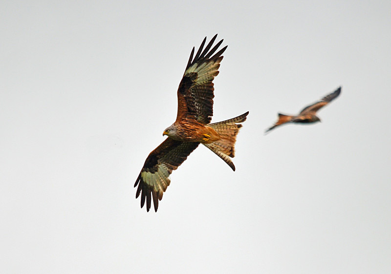 Red Kites - Birds of prey