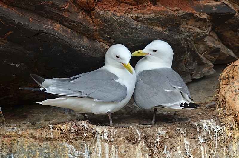 Kittiwakes - North Norway