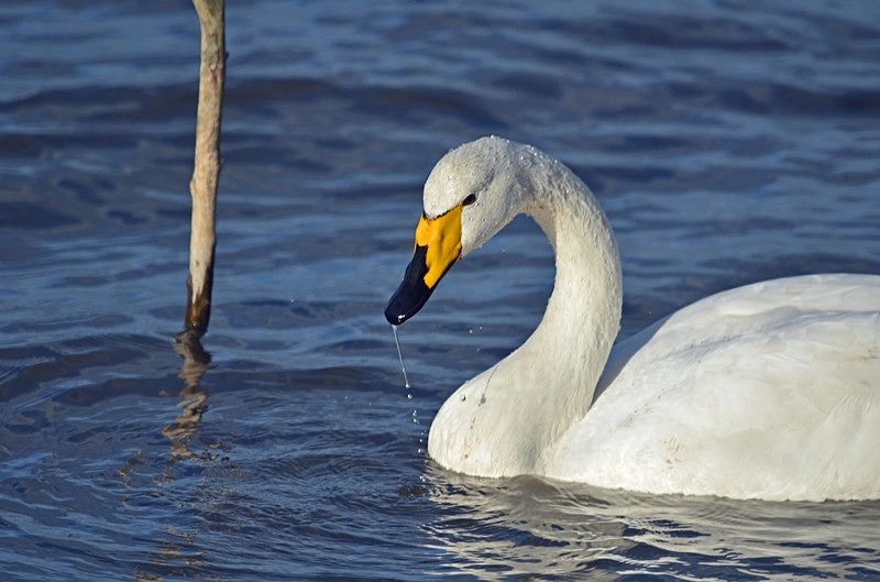 Whooper Swan - Whooper and Bewick's Swans