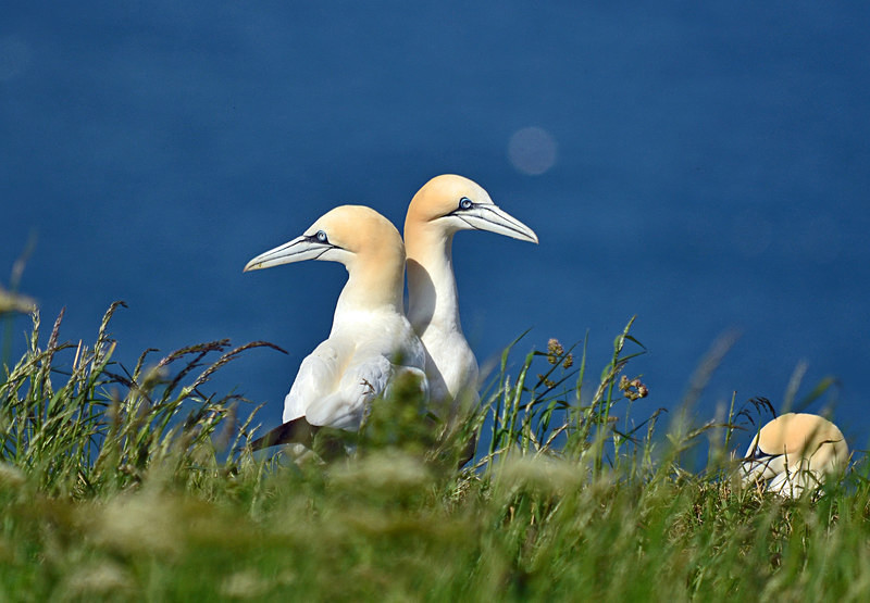Gannets - Gannets