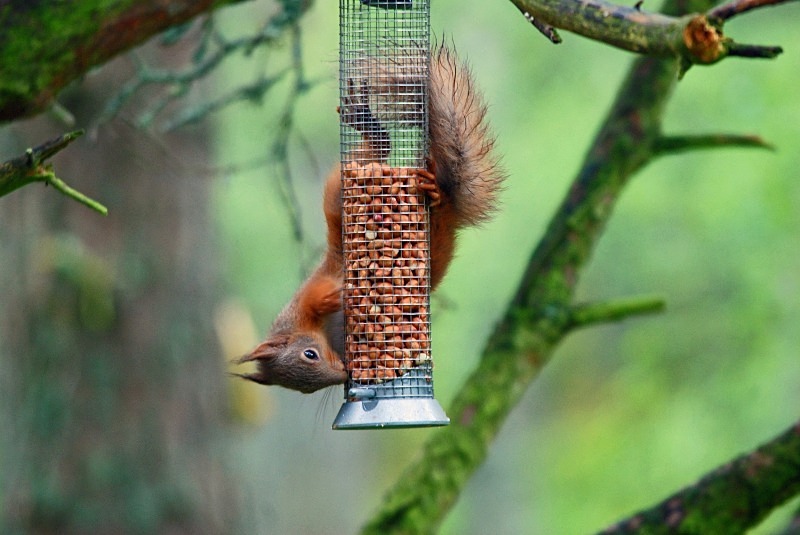 Red Squirrel - Red Squirrels