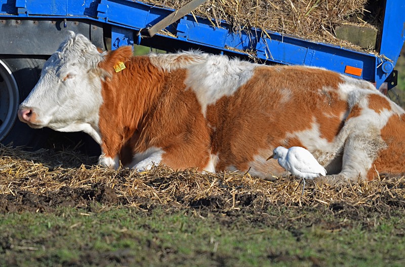 Cattle Egret - Herons and egrets