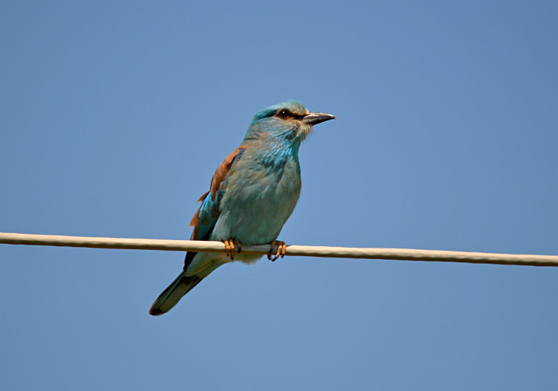 Roller - East Macedonia and Thrace