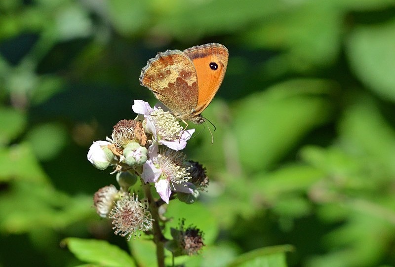 Gatekeeper - Butterflies