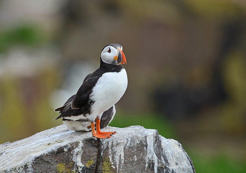 Puffin - Puffins