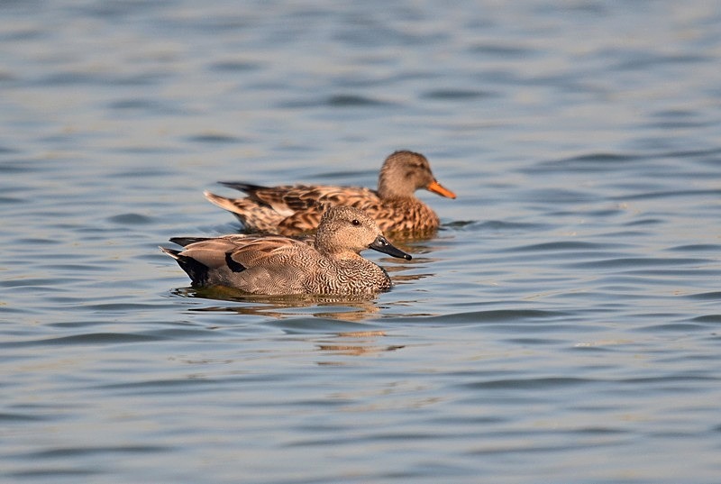 Gadwall - Dabbling ducks
