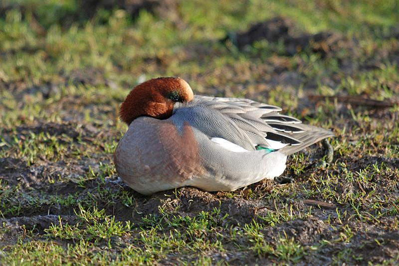 Wigeon - Dabbling ducks