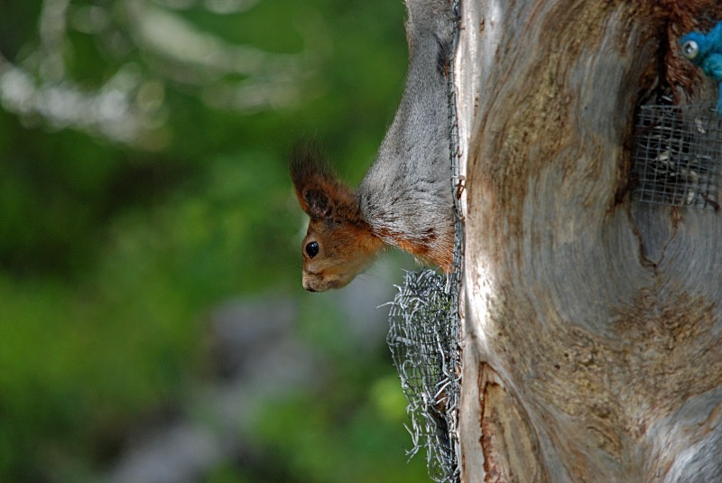 Red Squirrel - North Finland and north Norway - May and June 2009