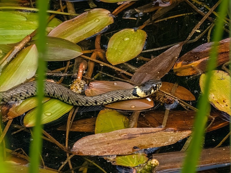 Grass Snake - Snakes