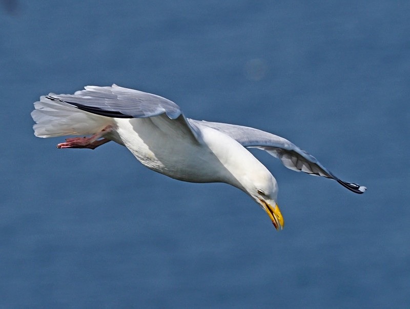 Herring Gull - Gulls