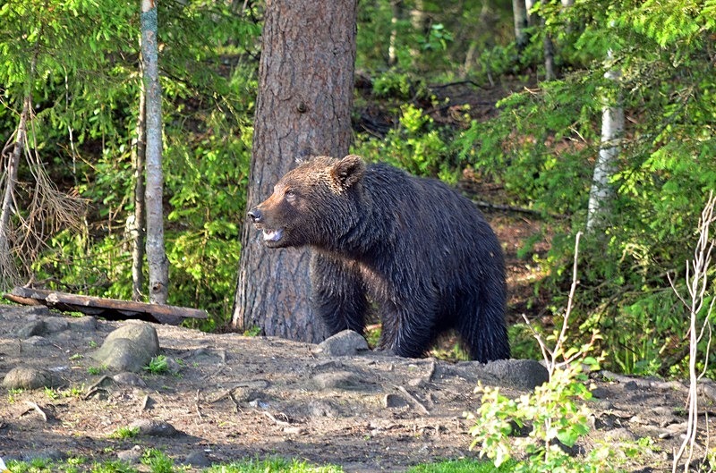 Brown Bear - North Finland - part 2