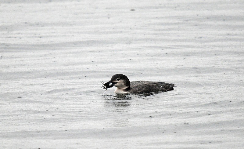 Great Northern Diver - Divers