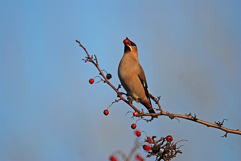 Waxwing - Waxwings