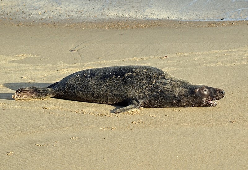 Atlantic Grey Seal - Atlantic Grey Seals