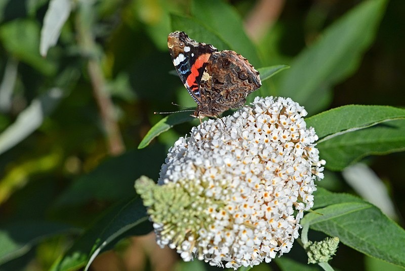 Red Admiral - Butterflies