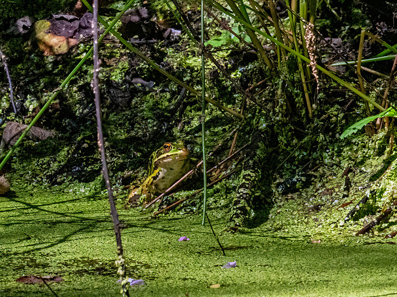 Edible Frog - Latest photos