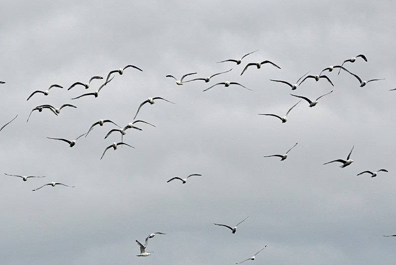 Kittiwakes - North Norway