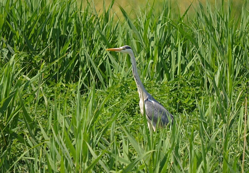 Grey Heron - Hungary
